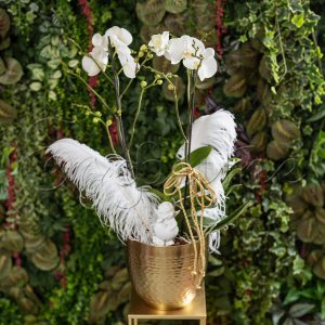 Орхидея Фаленопсис в златна кашпа и пера